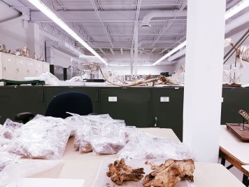I get to spent time in this huge research/storage space working with other volunteers to help them identify and label an Arctic zooarchaeological collection!